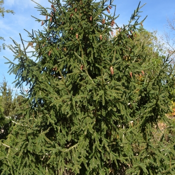 Picea orientalis 'Aureospicata' (075199)