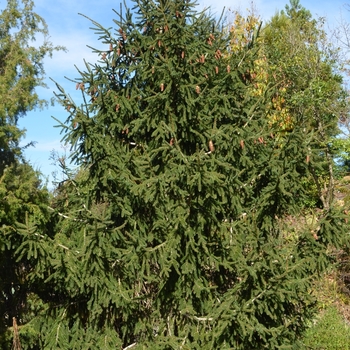 Picea orientalis 'Aureospicata' (075200)