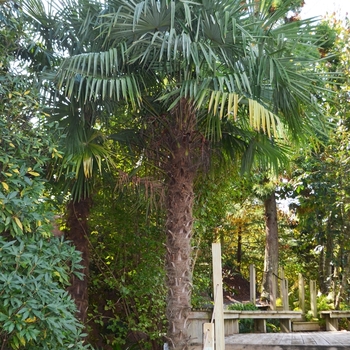 Trachycarpus fortunei '' (075209)