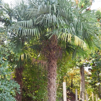 Trachycarpus fortunei '' (075210)