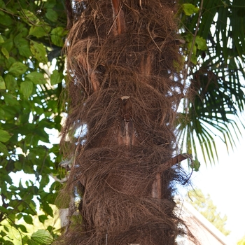 Trachycarpus fortunei '' (075211)
