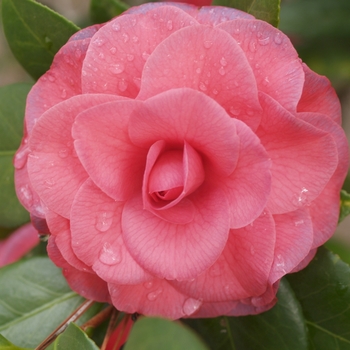Camellia japonica 'Mathotiana rubra' (075238)