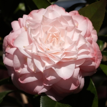 Camellia japonica 'Little Susie' (075240)