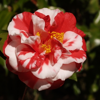 Camellia japonica 'Dixie Knight Supreme' (075244)