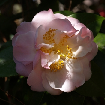 Camellia japonica 'Nina Avery' (075247)