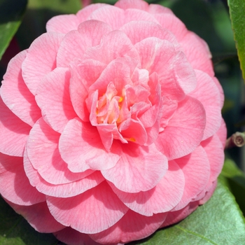 Camellia japonica 'Fran Mathis' (075270)