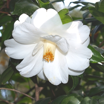 Camellia japonica 'Imura' (075277)