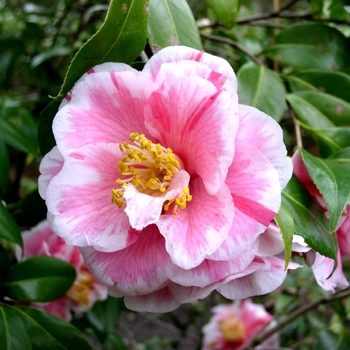 Camellia japonica 'Herme' (075279)