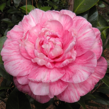 Camellia japonica 'Lindsey' (075289)