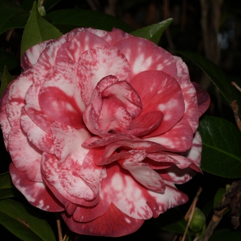 Camellia japonica 'Magic City' (075292)