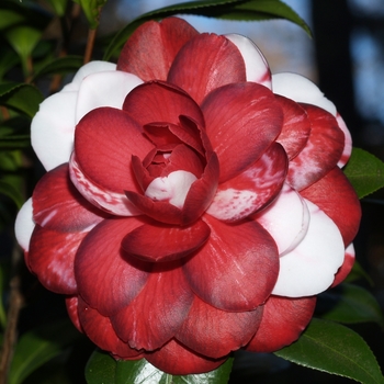 Camellia japonica 'Tudor Baby Variegated' (075306)