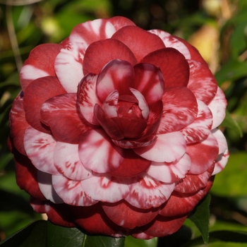 Camellia japonica 'Tudor Baby Variegated' (075307)