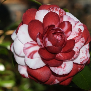Camellia japonica 'Tudor Baby Variegated' (075308)