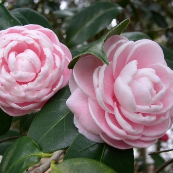 Camellia japonica 'Otome' (075310)
