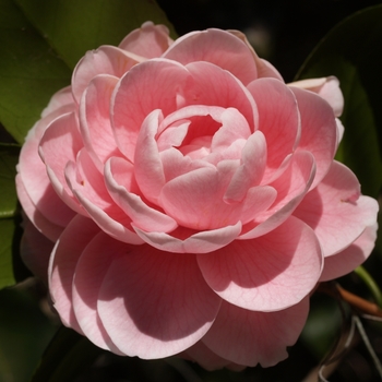 Camellia japonica 'Otome' (075311)
