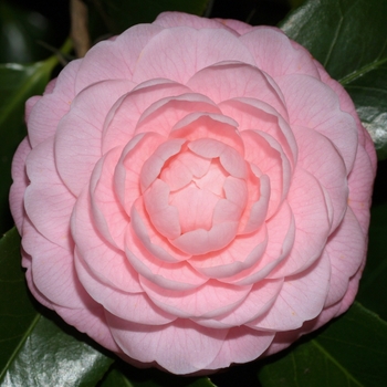 Camellia japonica 'Pink Perfection' (075313)