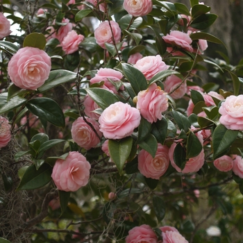 Camellia japonica 'Pink Perfection' (075315)