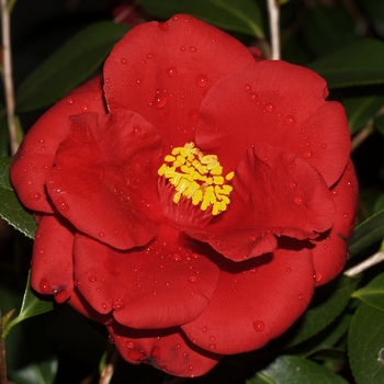 Camellia japonica 'Royal Velvet' (075316)