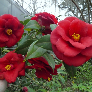 Camellia japonica 'Royal Velvet' (075317)