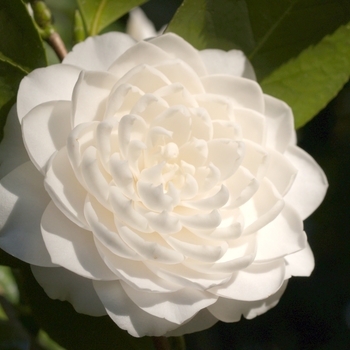 Camellia japonica 'Seafoam' (075335)