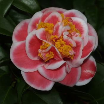 Camellia japonica 'Tama Beauty' (075342)