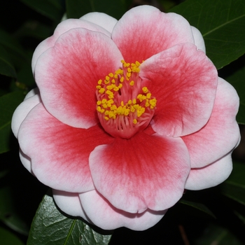 Camellia japonica 'Tama Vino' (075345)