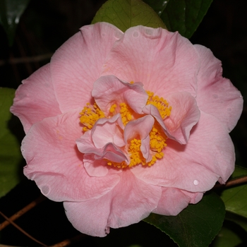 Camellia japonica 'Tiffany' (075348)