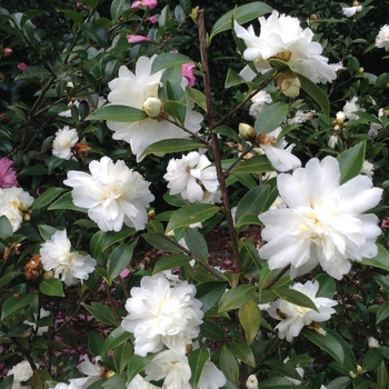 Camellia 'Snow Flurry' (075356)