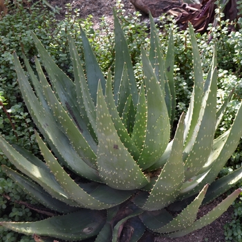 Aloe aculeata '' (075473)