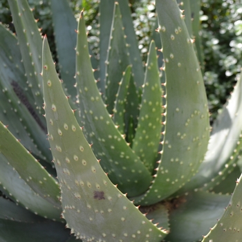 Aloe aculeata '' (075474)