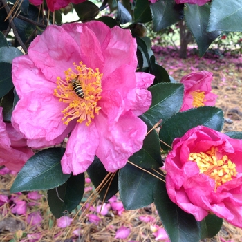 Camellia 'Ponderosa' (075596)
