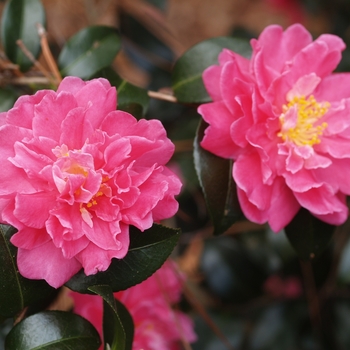 Camellia 'Autumn Spirit' (075614)