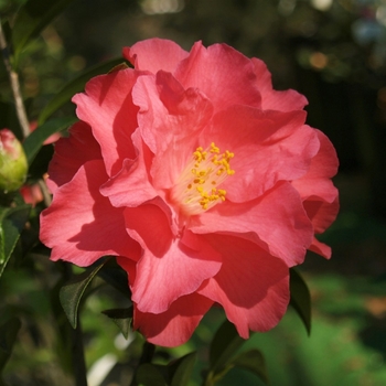 Camellia 'Coral Delight' (075623)
