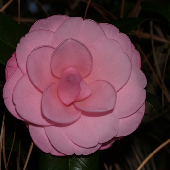 Camellia 'Betty Ridley' (075625)