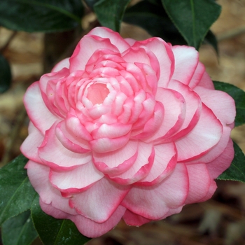 Camellia 'Joe Nuccio' (075636)