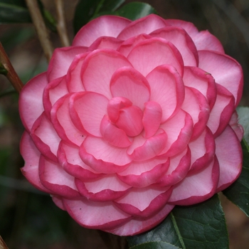 Camellia 'Joe Nuccio' (075637)