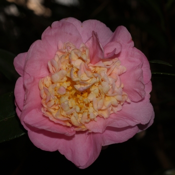 Camellia 'Sugar Dream' (075645)