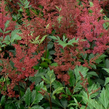Astilbe japonica 'Red Sentinel' (081194)