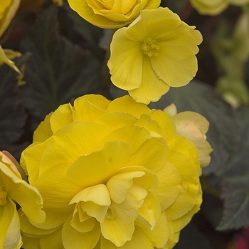 Begonia x tuberhybrida Nonstop® 'Mocca Yellow' (081623)