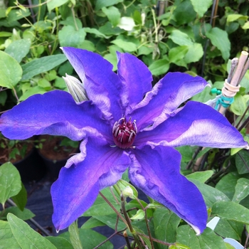 Clematis 'The President' (081863)