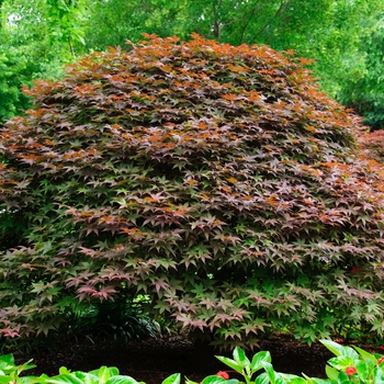 Acer palmatum 'Rhode Island Red' (083870)