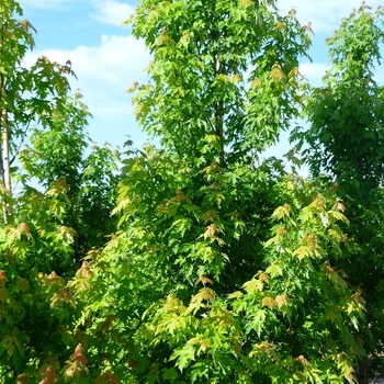 Acer saccharinum 'Pyramidale' (083961)