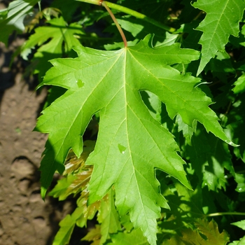 Acer saccharinum 'Pyramidale' (083962)