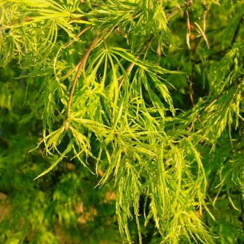 Acer palmatum var. dissectum 'Viridis' (083989)