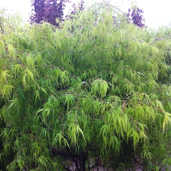 Acer palmatum 'Koto-no-ito' (084015)