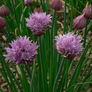Allium schoenoprasum '' (084327)