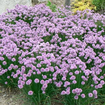 Allium schoenoprasum '' (084328)