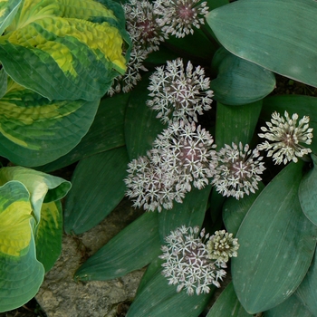Allium karataviense '' (084329)