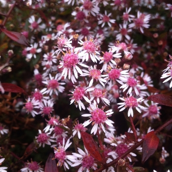 Aster lateriflorus 'Lady in Black' (084388)