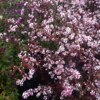 Aster lateriflorus 'Lady in Black' (084389)